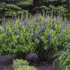 Baptisia Decadence® 'Sparkling Sapphires' - Image 2