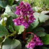 Bergenia cordifolia 'Winter Glow'