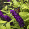 Buddleia Monarch® 'Crown Jewels'
