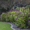 Buddleia Monarch® 'Crown Jewels' - Image 2
