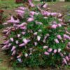 Buddleia Monarch® Princess Pink - Image 2