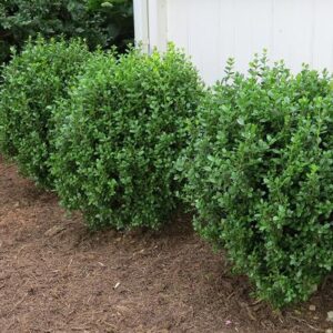 Buxus ‘SB300’ NewGen Freedom® | Kiefer Nursery: Trees, Shrubs, Perennials