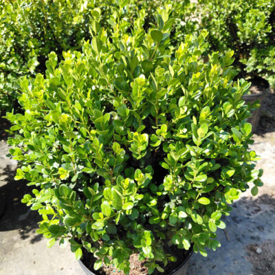 Buxus 'SB300' NewGen Freedom®