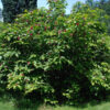 Calycanthus raulstonii 'Hartlage Wine' - Image 3
