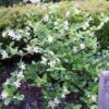 Calycanthus 'Venus' - Image 2
