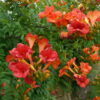 Campsis x tagliabuana 'Madame Galen'