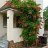 Campsis x tagliabuana 'Madame Galen' - Image 2