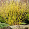 Cornus sericea 'Bud's Yellow'