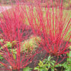 Cornus alba 'Bailhalo' (Ivory Halo®) - Image 2