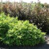 Cornus alba 'Jefreb' Little Rebel®
