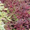 Cornus alba 'Jefreb' Little Rebel® - Image 2