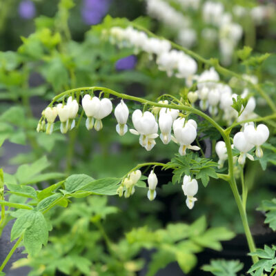Dicentra spectabilis 'Alba'