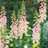 Digitalis purpurea 'Dalmatian Peach'