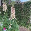 Digitalis purpurea 'Dalmatian Peach' - Image 2