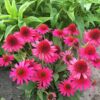 Echinacea purpurea 'Delicious Candy'