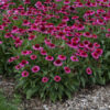 Echinacea purpurea 'Delicious Candy' - Image 2