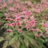 Epimedium 'Pink Champagne'