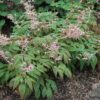 Epimedium 'Pink Champagne' - Image 2