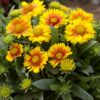 Gaillardia x grandiflora 'Arizona Apricot'