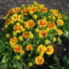 Gaillardia x grandiflora 'Arizona Apricot' - Image 2
