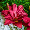 Hemerocallis 'Double Pardon Me'