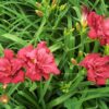 Hemerocallis 'Double Pardon Me' - Image 2