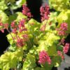Heuchera 'Timeless Glow'