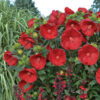 Hibiscus Summerific® 'Cranberry Crush'
