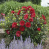 Hibiscus Summerific® 'Cranberry Crush' - Image 2