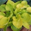 Hosta 'Maui Buttercups'