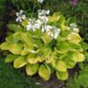 Hosta 'Maui Buttercups' - Image 2