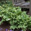 Hosta Shadowland® Wheee! - Image 2