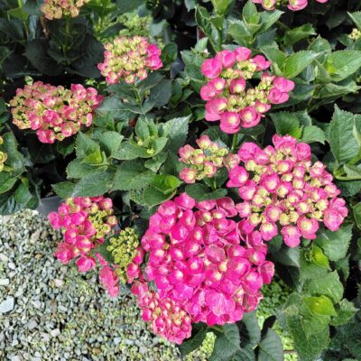Hydrangea macrophylla 'SK2DAMA' (Akadama®)