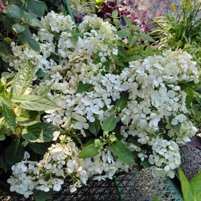 Hydrangea x 'USHYD0405' (Fairytrail Bride®)