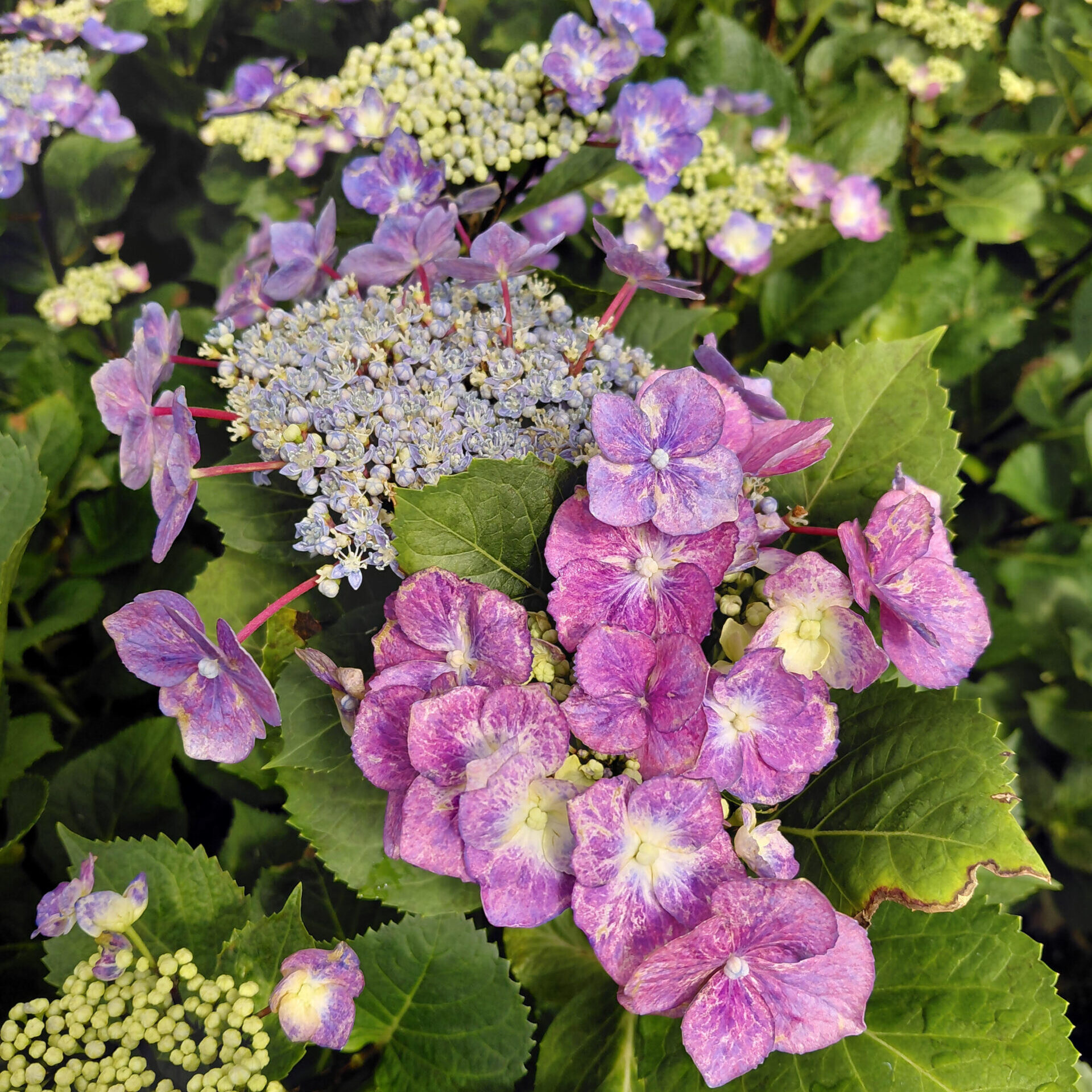 Hydrangea macrophylla 'Zorro' - Kiefer Nursery: Trees, Shrubs