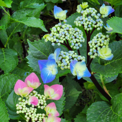 Hydrangea macrophylla 'Zorro'