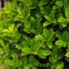 Ilex hybrid Oakleaf™