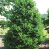 Ilex hybrid Oakleaf™ - Image 2
