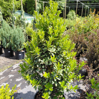 Ilex hybrid Oakleaf™