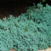 Juniperus squamata 'Blue Star' - Image 2