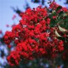 Lagerstroemia indica 'Regal Red'