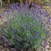 Lavandula angustifolia 'Blue Cushion' - Image 2