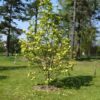 Magnolia 'Daphne' - Image 2