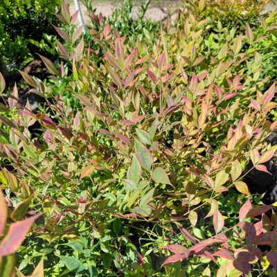 Nandina domestica 'Alpha Compacta'