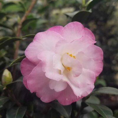 Camellia sasanqua 'Green99-012' October Magic® Dawn™