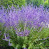 Perovskia atriplicifolia 'CrazyBlue'