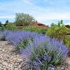 Perovskia atriplicifolia 'CrazyBlue' - Image 2