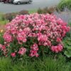 Phlox paniculata Garden Girls® 'Glamour Girl' - Image 2