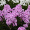 Phlox paniculata Luminary™ 'Opalescence'