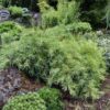 Pinus strobus 'Niagara Falls'